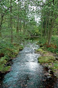 Im Naturschutzgebiet Eyachtal