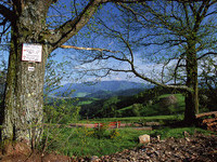 Wald Biederbach (Bildnachweis: Tourismus GmbH & Co.KG  ZweiTlerLand )