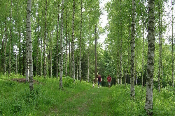 Birkenwald im Liliental, Copyright: Mit freundlicher Genehmigung der Kaiserstuhl Touristik e.V. Ihringen Birkenwald im Liliental, Copyright: Mit freundlicher Genehmigung der Kaiserstuhl Touristik e.V. Ihringen