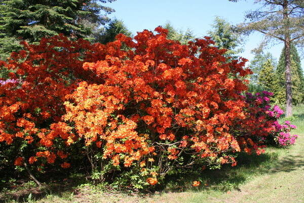 Copyright: Mit freundlicher Genehmigung des Rhododendronpark Karlsbad  Copyright: Mit freundlicher Genehmigung des Rhododendronpark Karlsbad