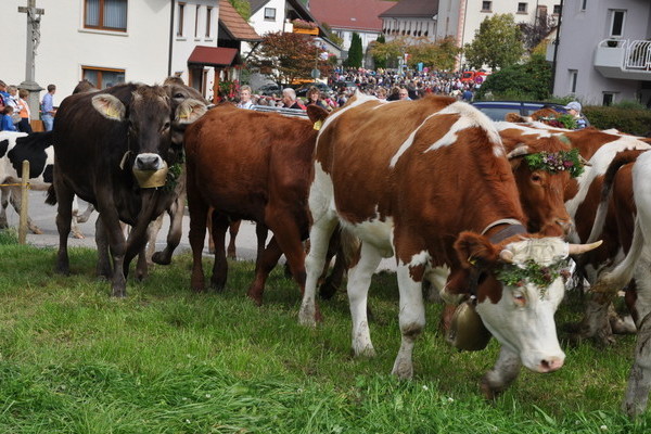 Mit Blumenkränzen geschmückte Kühe in der Alemannischen Woche