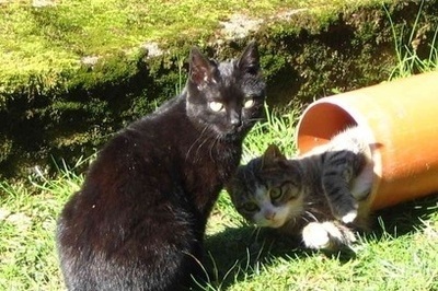 Morle und Puschel spielen Morle und Puschel spielen