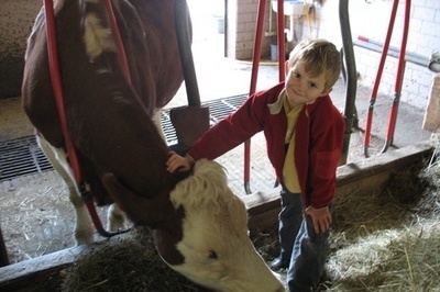 im Stall bei den Tieren
