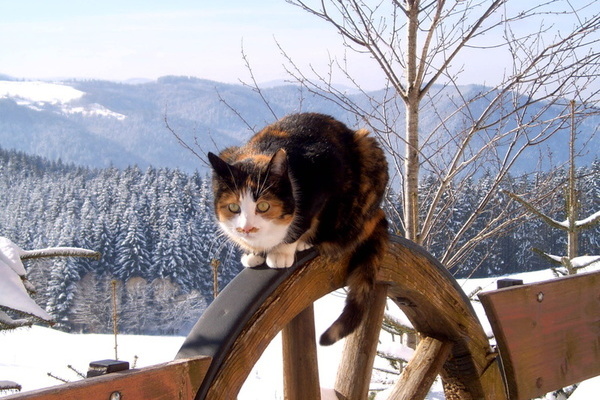 Winterstimmung Winterstimmung