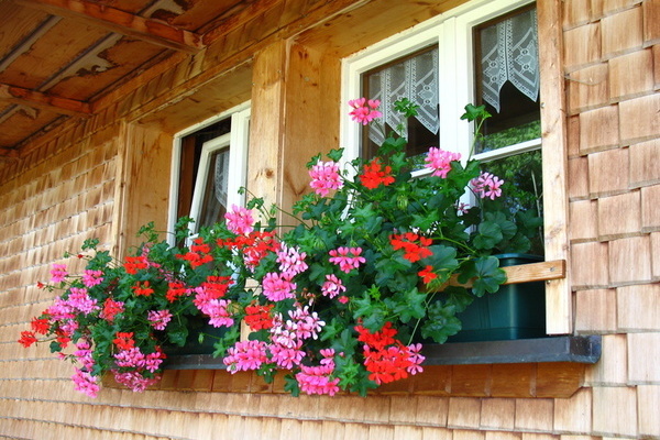 Blumenfenster Blumenfenster