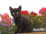 Unsere Katze Unsere Katze