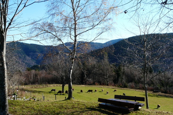 Unsere Kühe in der Hausmatte Unsere Kühe in der Hausmatte