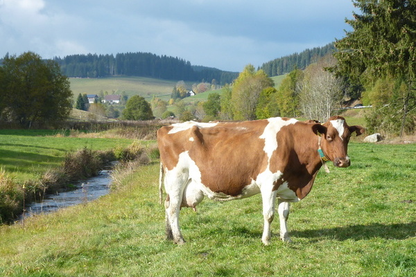 Herbstweide der Kühe