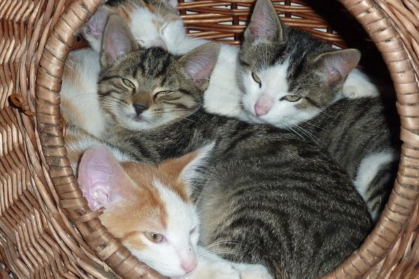 Katzen auf dem Oberhöfenhof Katzen auf dem Oberhöfenhof