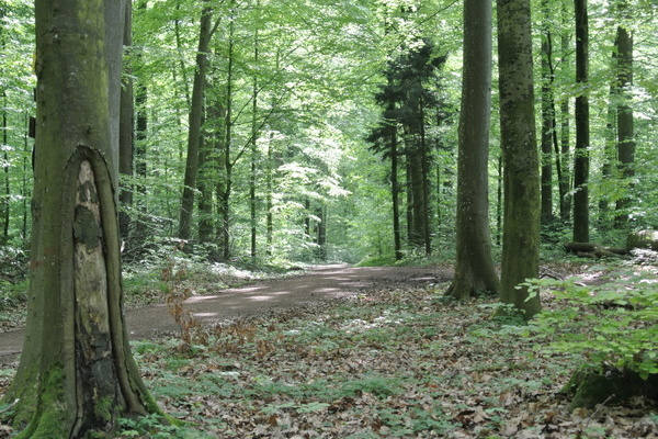 'Wandern in schattigen Laubwäldern'