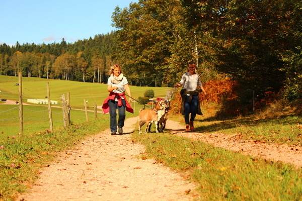 'Ziegenspaziergang' 'Ziegenspaziergang'