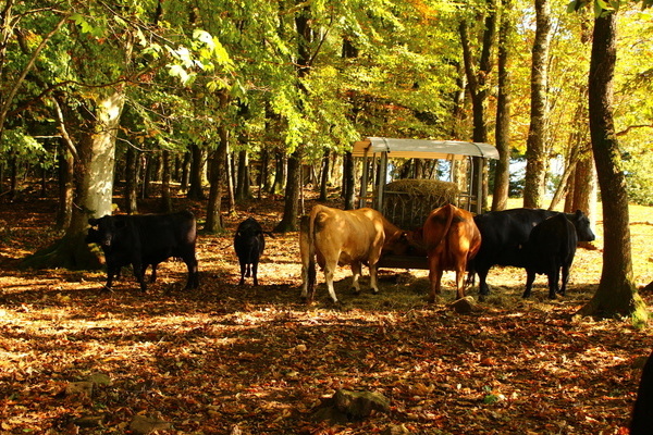 'Idyllischer Futterplatz am Waldrand' 'Idyllischer Futterplatz am Waldrand'