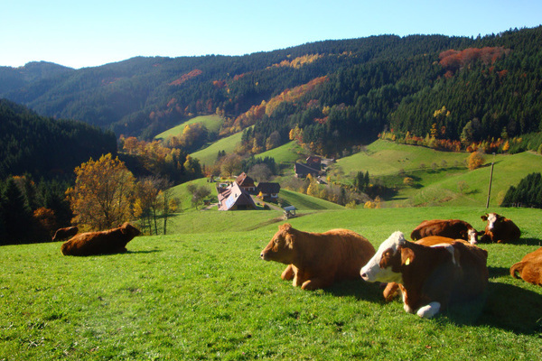 'Herbstmomente' 'Herbstmomente'