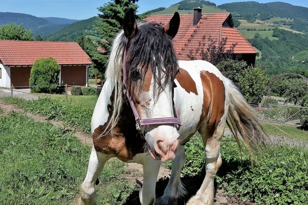 ''Zum Marterer-Hof gehören Pferde, Hühner, Hasen, ein Hof-Kater und viele Kühe.'' ''Zum Marterer-Hof gehören Pferde, Hühner, Hasen, ein Hof-Kater und viele Kühe.''