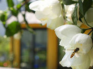 Sommergarten Sommergarten