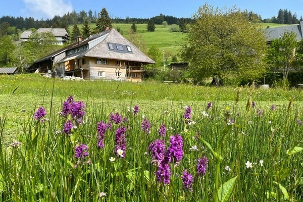 Orchideenblüte im Frühling