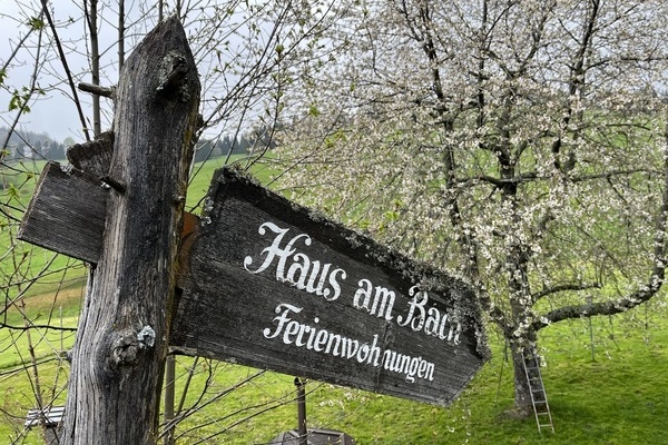 Kirschbaumblüte im Frühling