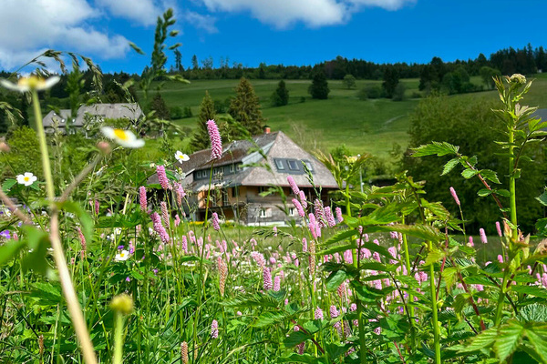 Wildblumenparadies im Frühling