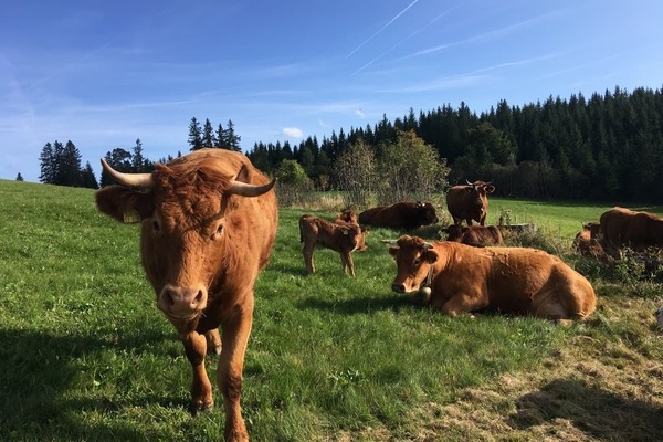 Auf der Berger Höhe