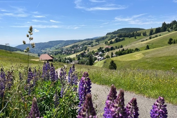 Todtnauberg im Frühling