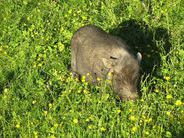 Unser Minischweinchen "Berta" Unser Minischweinchen "Berta"