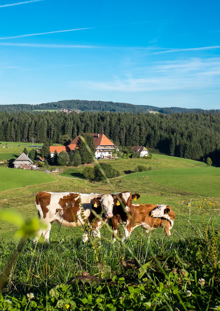 schwarzwaldort-furtwangen-orte-im-schwarzwald-ortsinformationen-im