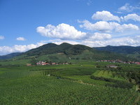Bühler Rebland (Bildnachweis: Tourist-Info Bühl) Bühler Rebland (Bildnachweis: Tourist-Info Bühl)