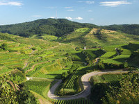 (Bildnachweis: Touristik-Information Vogtsburg i.K. Fotograf: Hans-Peter Ziesmer) (Bildnachweis: Touristik-Information Vogtsburg i.K. Fotograf: Hans-Peter Ziesmer)