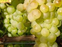 Mit freundlicher Genehmigung der Stadt Schliengen (Bildnachweis: Mit freundlicher Genehmigung der Stadt Schliengen) Mit freundlicher Genehmigung der Stadt Schliengen (Bildnachweis: Mit freundlicher Genehmigung der Stadt Schliengen)