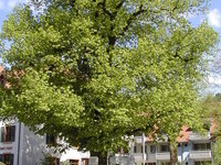 (Bildnachweis: Mit freundlicher Genehmigung der Schwarzwaldregion Belchen.)  (Bildnachweis: Mit freundlicher Genehmigung der Schwarzwaldregion Belchen.)