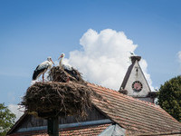 Storchennest (Bildnachweis: Mit freundlicher Genehmigung der Tourist-Information Kandern)