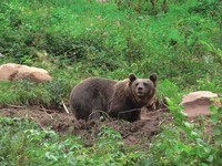 (Bildnachweis: Bilder mit freundlicher Genehmigung von http://www.wolftal.de/)  (Bildnachweis: Bilder mit freundlicher Genehmigung von http://www.wolftal.de/)