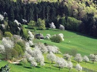 Berghusle im Frhling - Fotograf Bernhard Wrzburger (Bildnachweis:  Tourist-Info Glottertal, Foto: Bernhard Wrzburger)