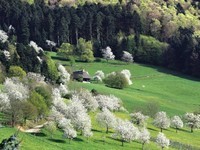 Bergh�usle im Fr�hling - Fotograf Bernhard W�rzburger (Bildnachweis: � Tourist-Info Glottertal, Foto: Bernhard W�rzburger)