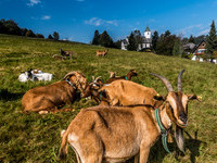 (Bildnachweis: Tourist-Information Höchenschwand, Foto: Klaus Hansen) (Bildnachweis: Tourist-Information Höchenschwand, Foto: Klaus Hansen)