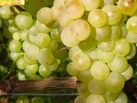 (Bildnachweis: Mit freundlicher Genehmigung der Stadt Schliengen) (Bildnachweis: Mit freundlicher Genehmigung der Stadt Schliengen)