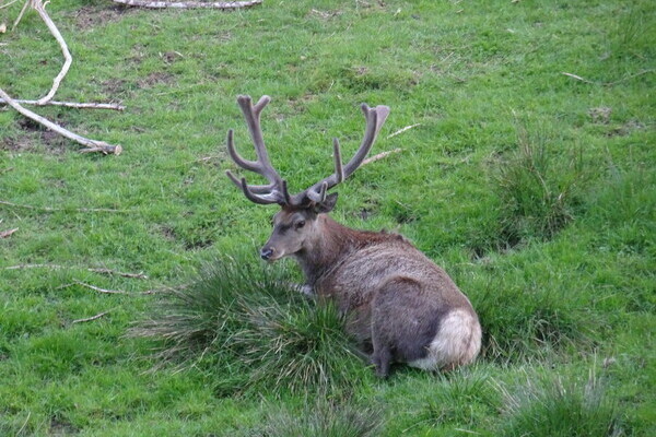 Wildgehege Ellbach - Mitteltal Copyright: (Mit freundlicher Genehmigung von Baiersbronn Touristik ) Wildgehege Ellbach - Mitteltal Copyright: (Mit freundlicher Genehmigung von Baiersbronn Touristik )