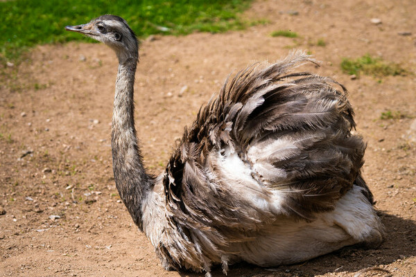 Kleintiergehege Tannenm�hle Copyright: (Mit freundlicher Genehmigung des Schwarzwaldgasthofs Hotel Tannenm�hle)