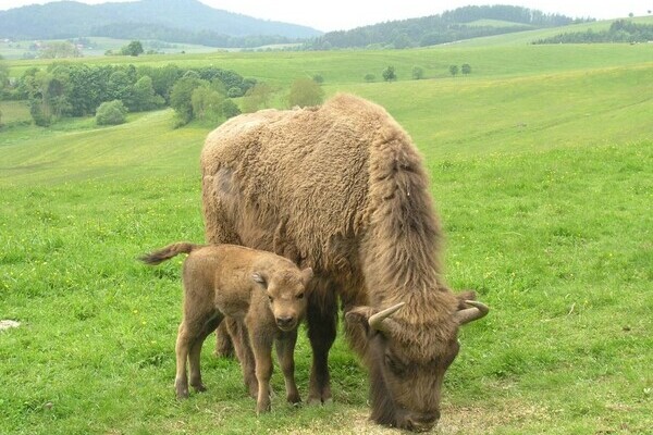 Copyright: (Mit freundlicher Genehmigung der Gemeinde Schopfheim)  Copyright: (Mit freundlicher Genehmigung der Gemeinde Schopfheim)