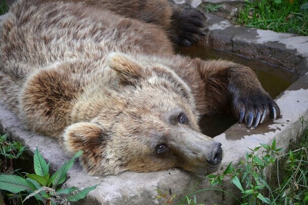  Copyright: (Mit freundlicher Genehmigung des Alternativen Wolf- und Bärenpark)