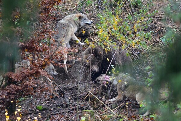  Bildnachweis: Mit freundlicher Genehmigung des Alternativen Wolf- und Brenpark