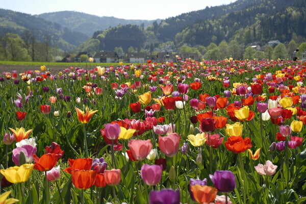 Tulpen im Dreisamtal Bildnachweis: Tourist-Information Dreisamtal