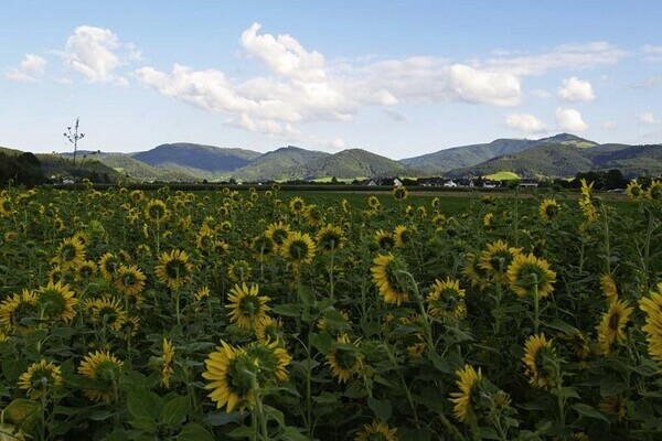 Sonnenblumen-Wiese im Dreisamtal Bildnachweis: Tourist-Information Dreisamtal