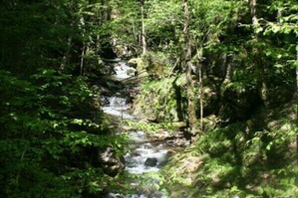 Wasserfallsteig - WIese Wasserfallsteig - WIese