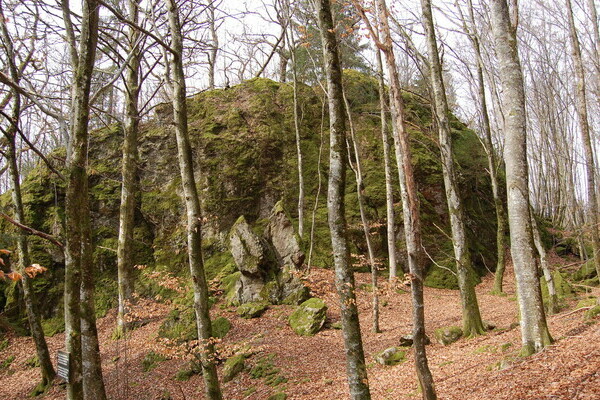 Urwaldpfad Urwaldpfad