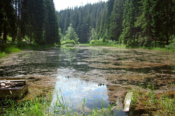 Poppelsee Copyright: (Copyright: Mit freundlicher Genehmigung der Gemeinde Seewald) Poppelsee Copyright: (Copyright: Mit freundlicher Genehmigung der Gemeinde Seewald)