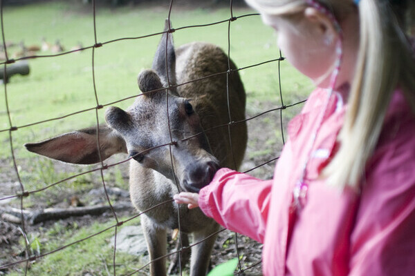 Wildgehege am Bergsee - Bad Säckingen Copyright: (Tourismus- und Kulturamt Bad Säckingen) Wildgehege am Bergsee - Bad Säckingen Copyright: (Tourismus- und Kulturamt Bad Säckingen)