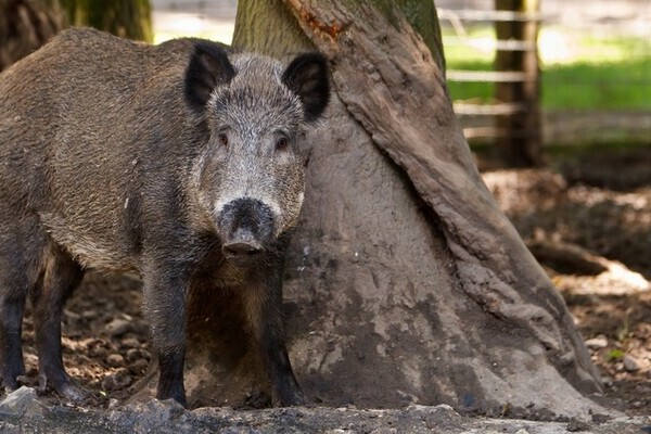  Bildnachweis: Mit freundlicher Genehmigung des Wildgeheges Waldshut