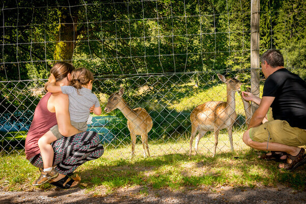 Wildgehege Salvest Copyright: (Wirtschaft und Tourismus Villingen-Schwenningen GmbH)