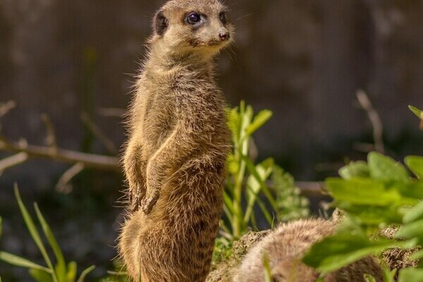 Tatzmania Löffingen Copyright: (Mit freundlicher Genehmigung von Tatzmania Löffingen) Tatzmania Löffingen Copyright: (Mit freundlicher Genehmigung von Tatzmania Löffingen)